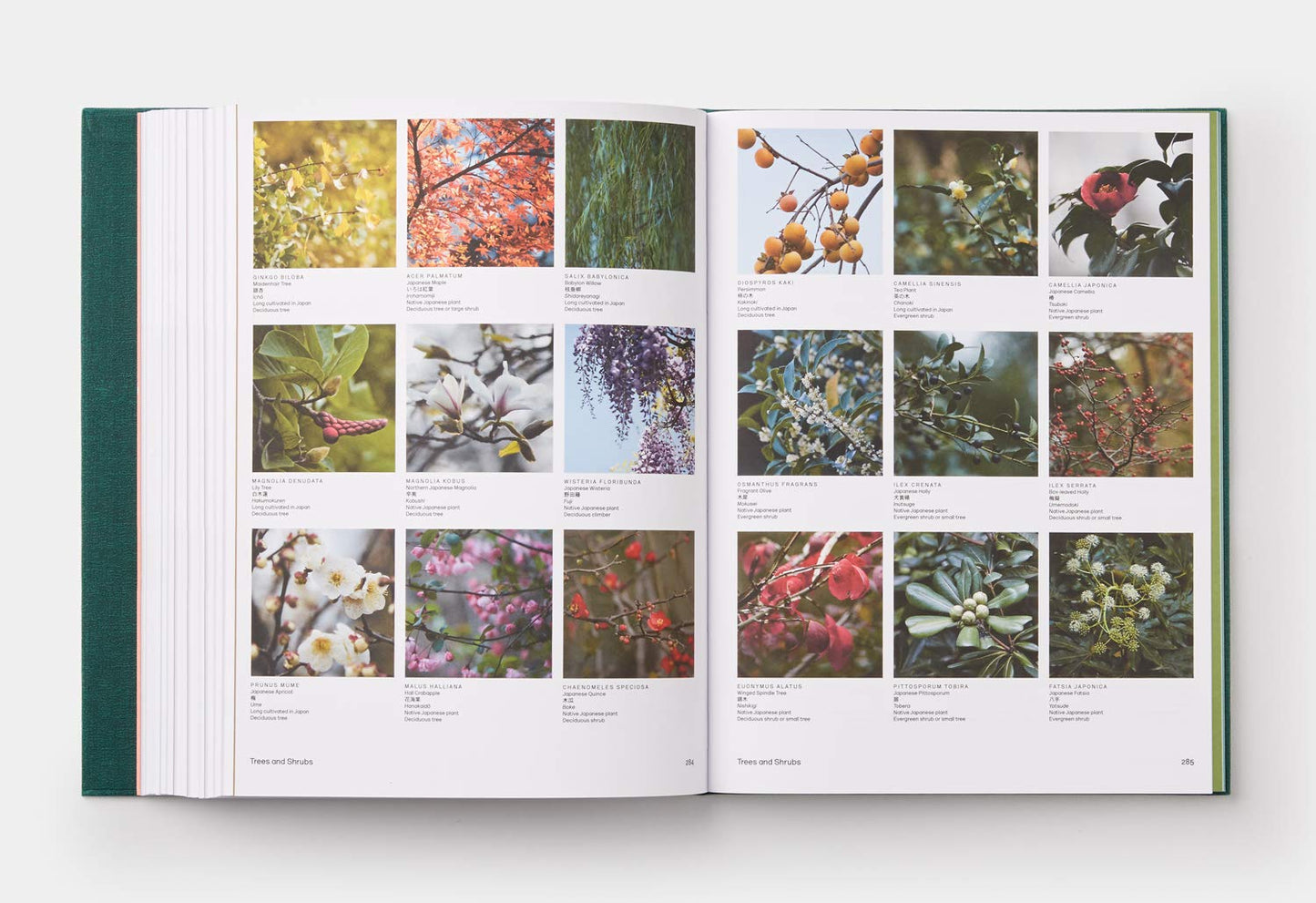 The Japanese Garden - Sophie Walker